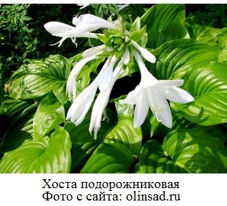 фото  Хоста подорожниковая